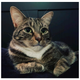 Illustration for article titled Have You Seen This Cat?